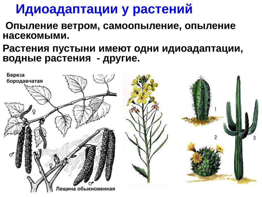 Идиоадаптация пчелы