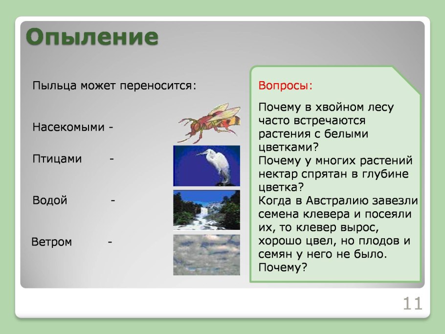Опыление растений водой