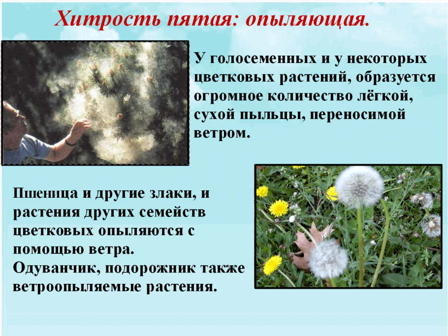 Одуванчик приспособление к среде