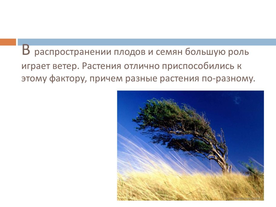 Влияние ветра на растения