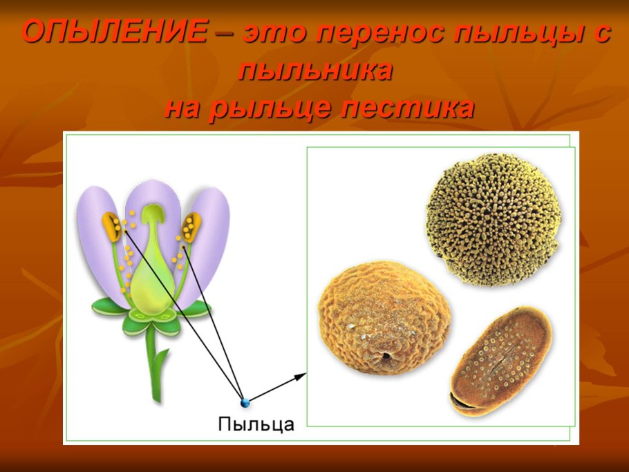 Строение пыльцы покрытосеменных