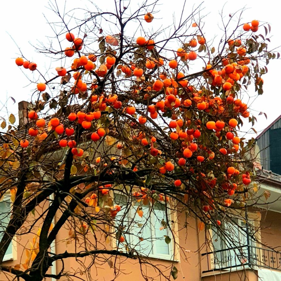 Хурма Кавказская