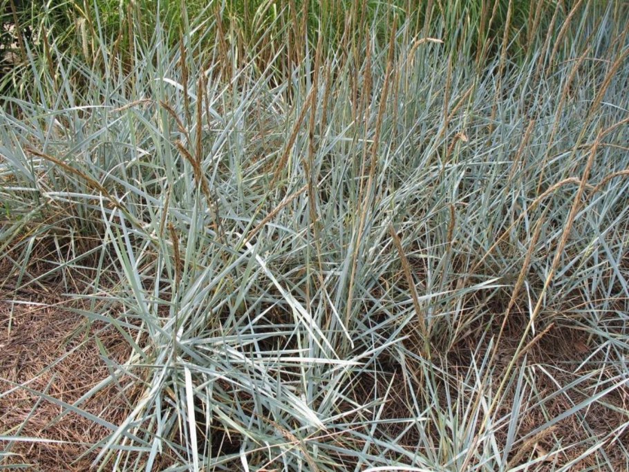 Овсец вечнозелёный ( Helictotrichon sempervirens)