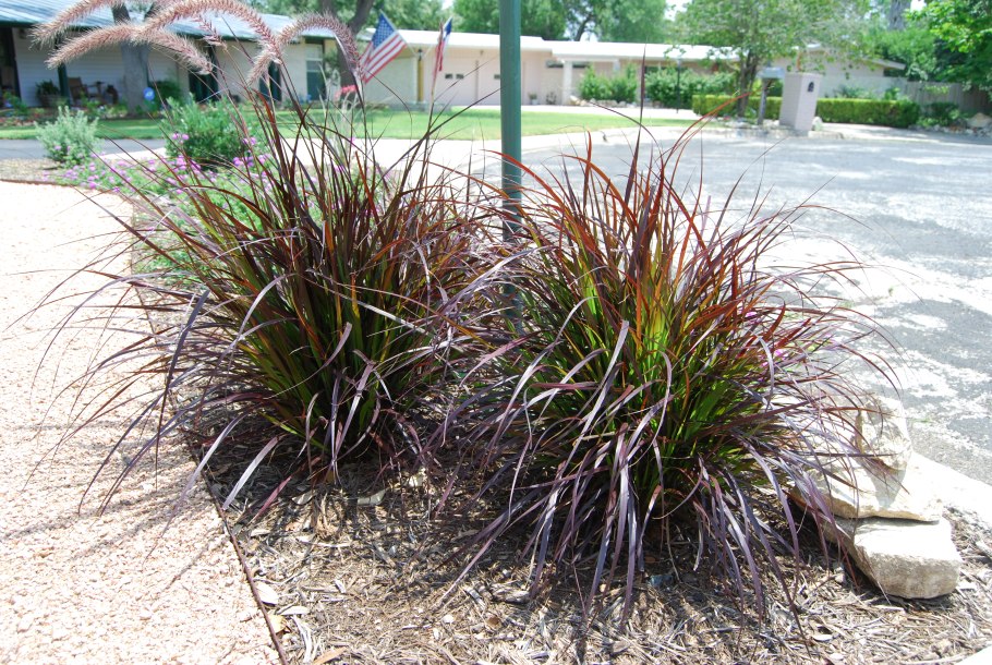 Psathyrostachys juncea