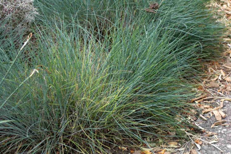Leymus arenarius Blue Dune