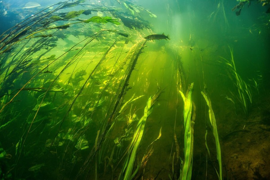 Водоросли в пресной воде