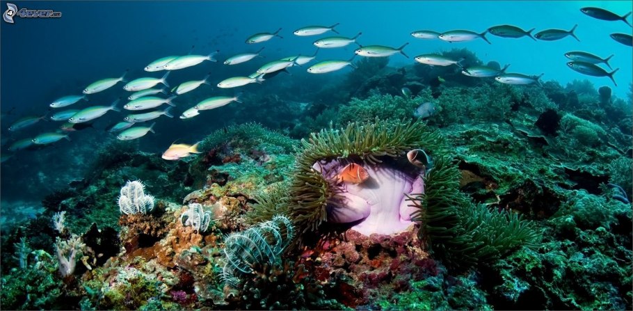 Подводный мир озера Байкал