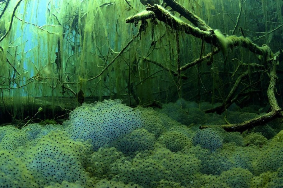 Подводный мир болота