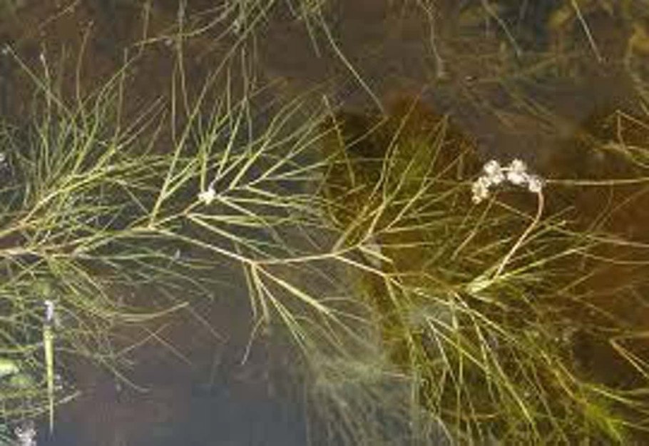 Рдест гребенчатый