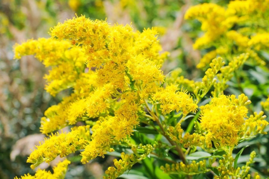 Золотарник канадский (Solidago canadensis l.)