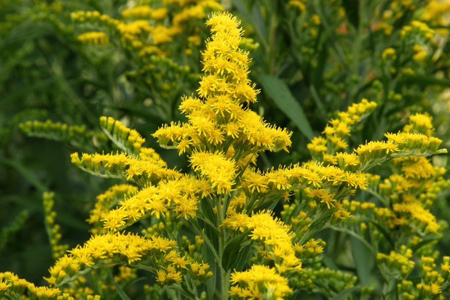 Золотарник канадский (Solidago canadensis l.)