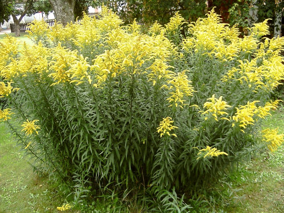Золотарник канадский (Solidago canadensis)