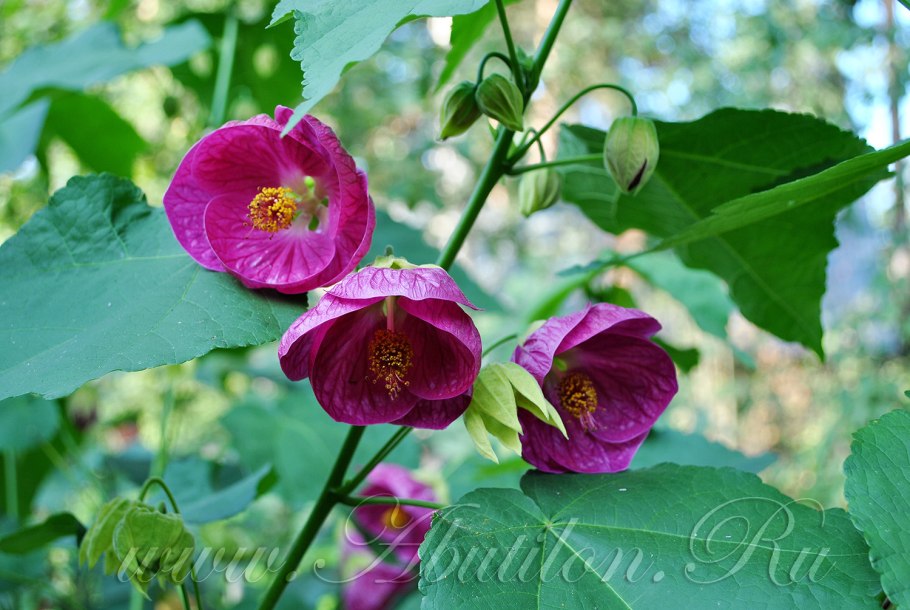 Абутилон Lilac Wonder