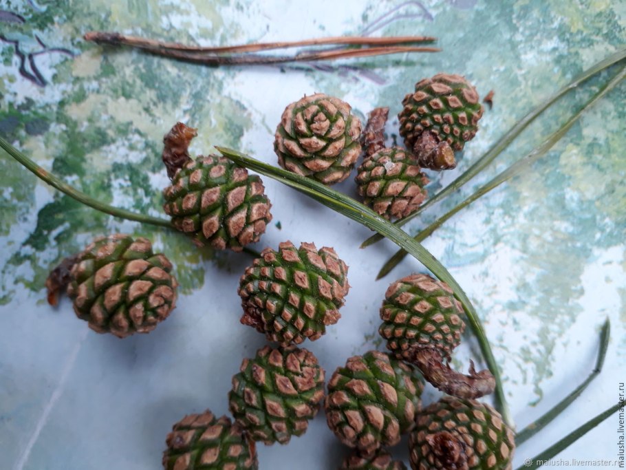 Шишки сосны
