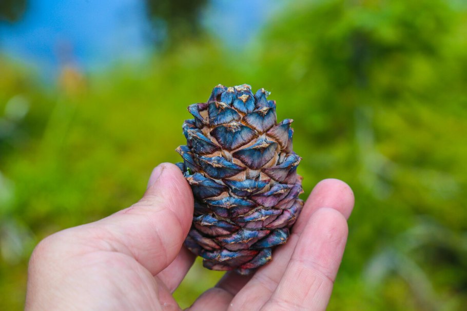 Сосновая шишка