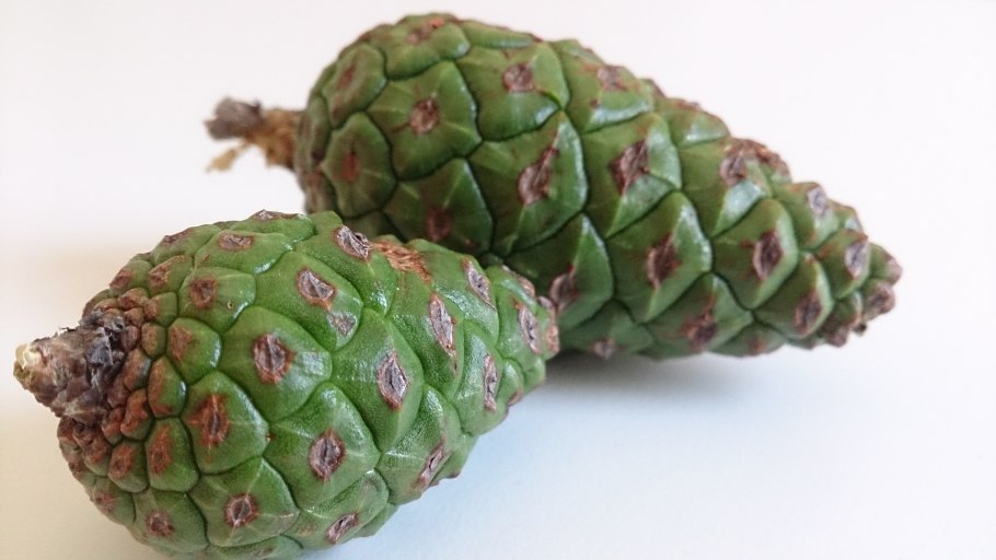 Сосна Пиния шишки семена