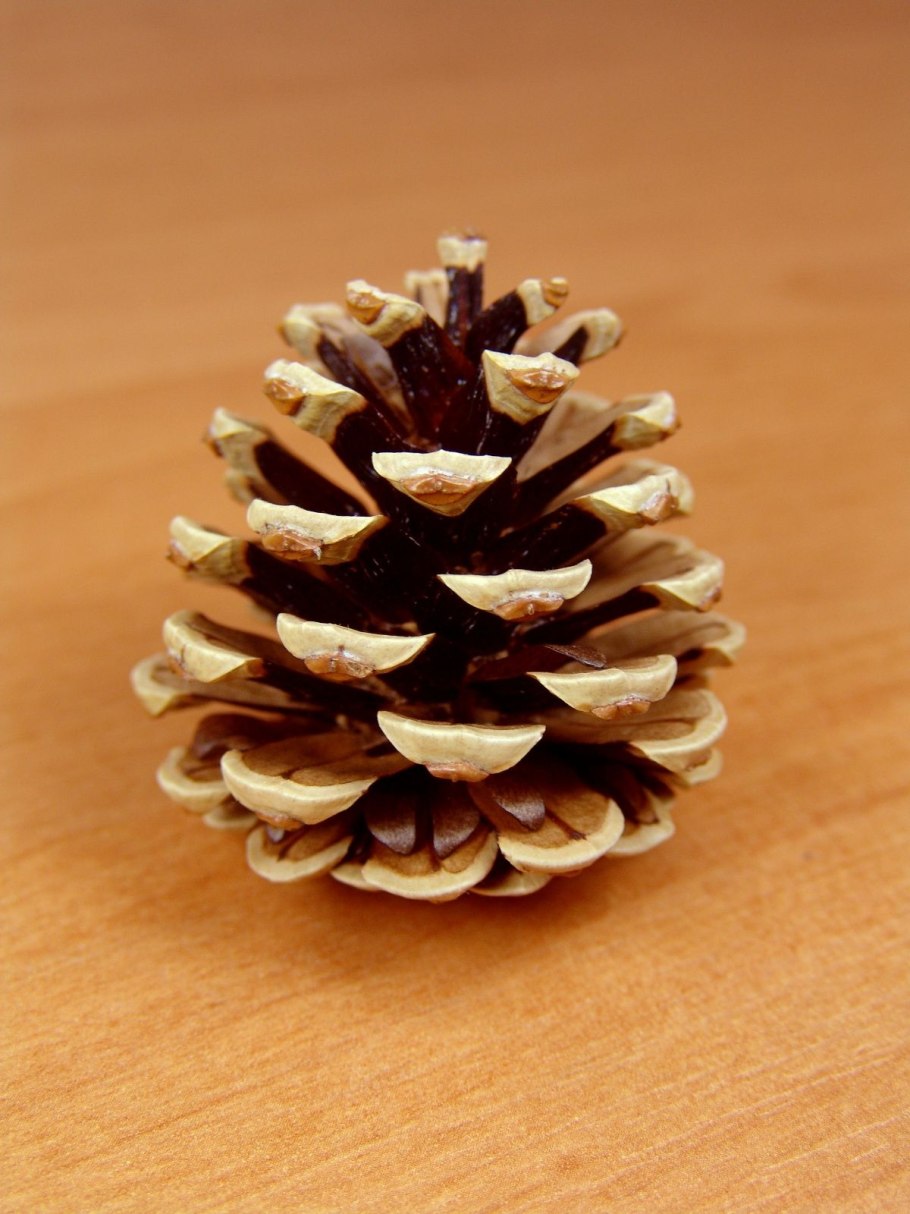 Хвоинки сосны кедровой