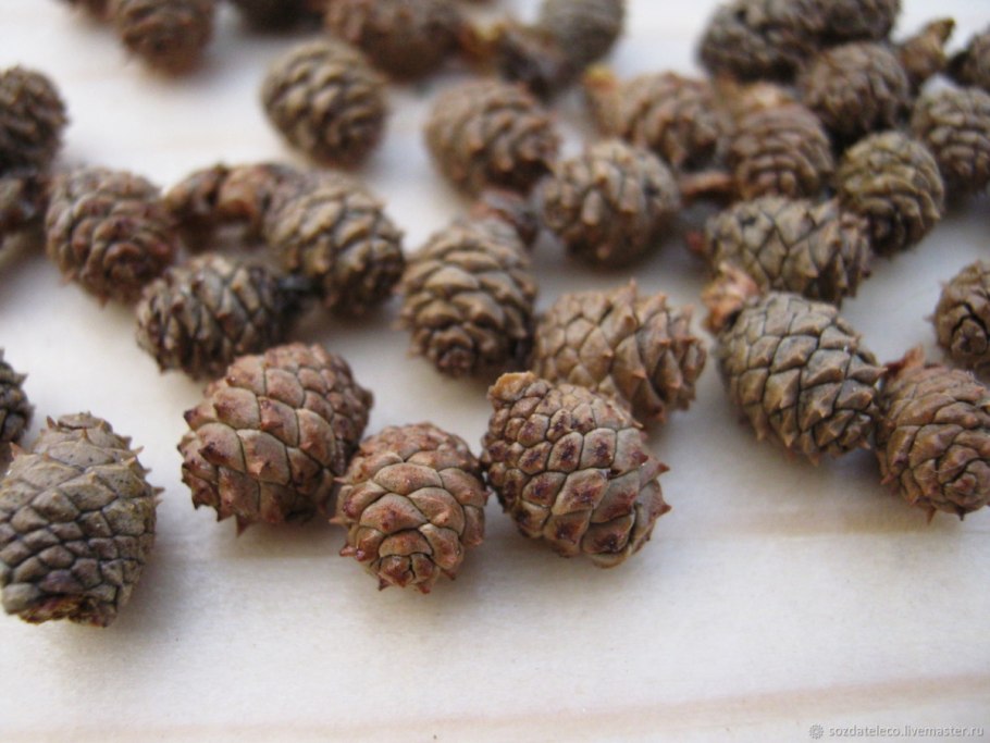 Голосеменные кедр