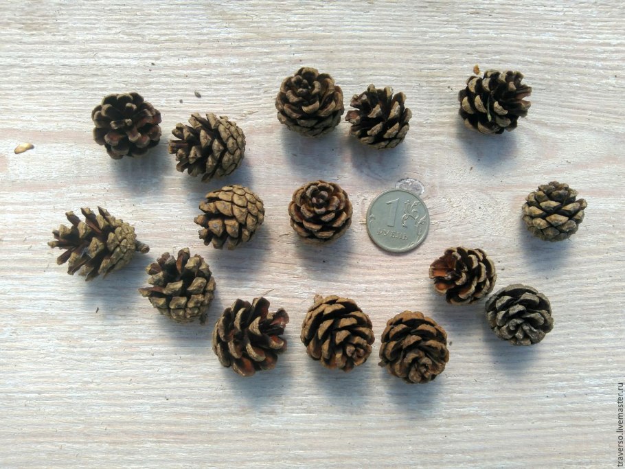 Маленькие шишки