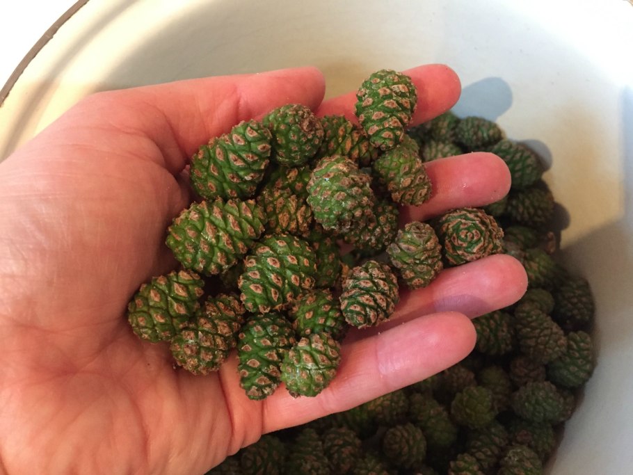 Микростробилы сосны