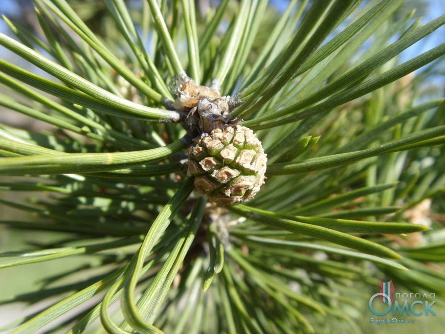 Маленькие шишечки