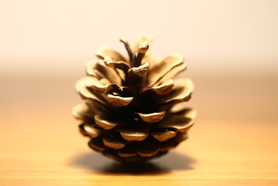 Сосна Пиния шишки