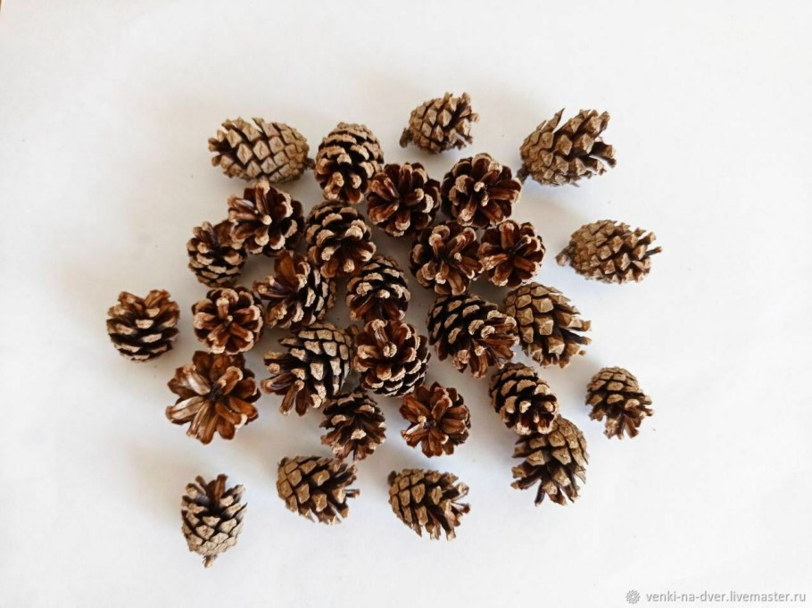 Зеленая шишка сосны