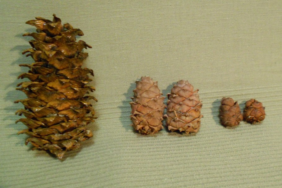 Ель хвоя и шишки