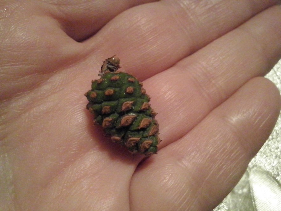 Зеленые сосновые шишки