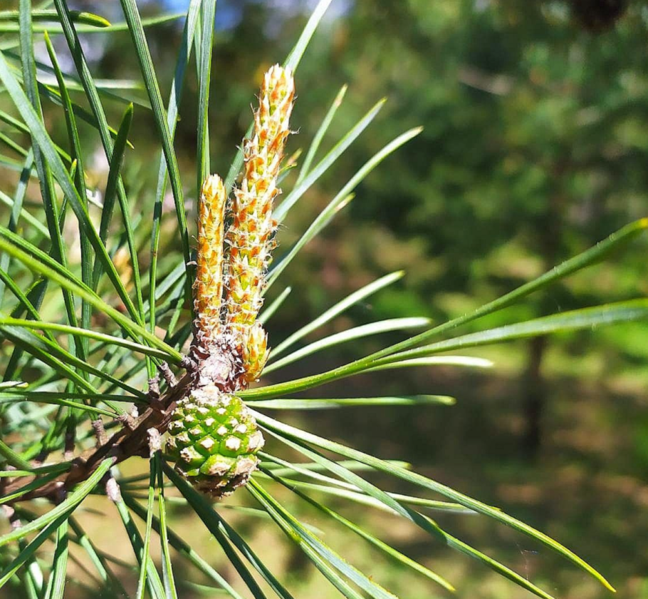 Кедровая сосна шишки