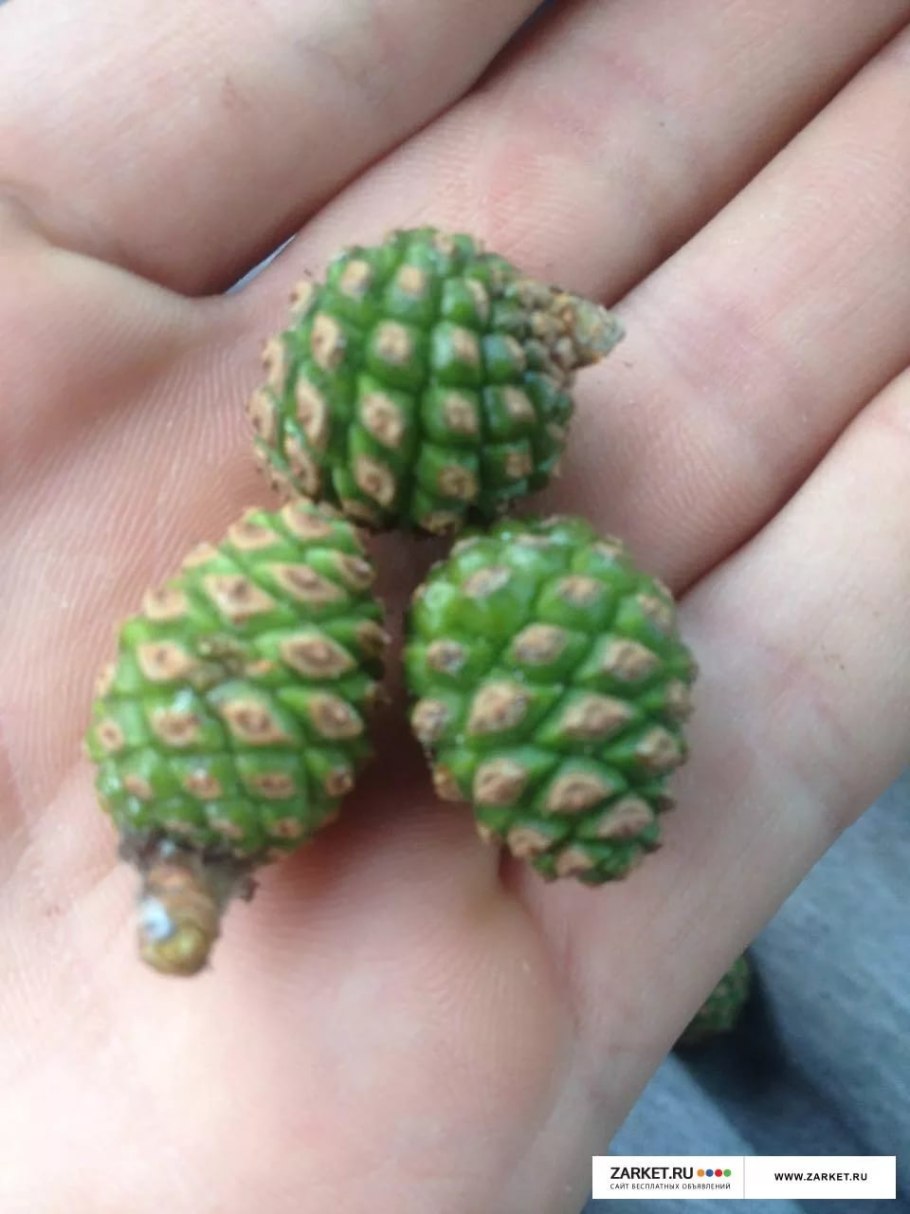 Сосна с длинными шишками