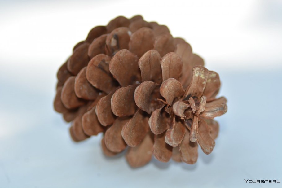 Пиния шишки