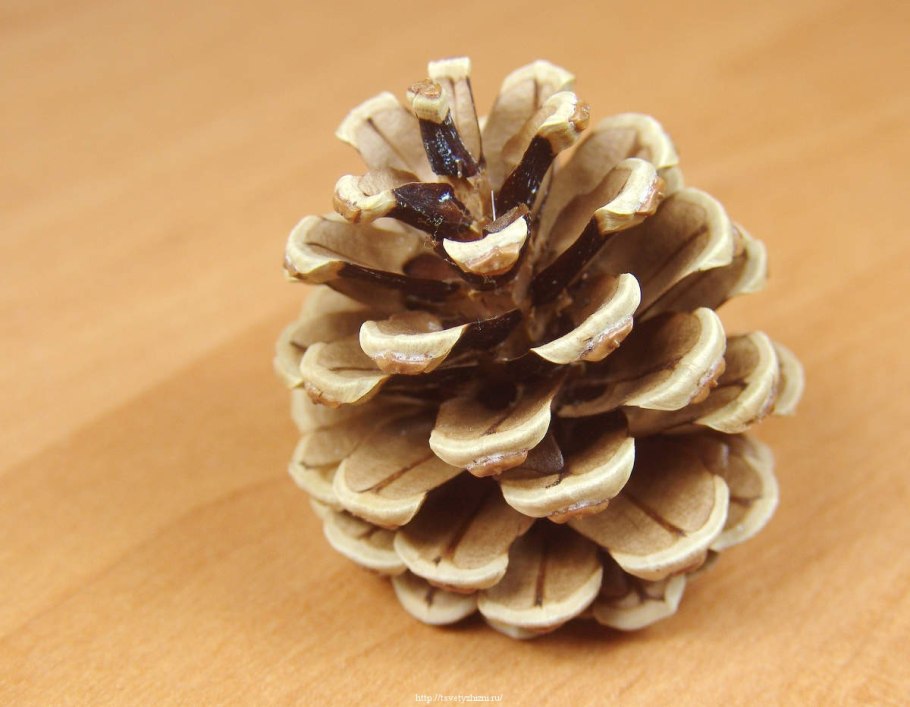 Сосна Коха шишки