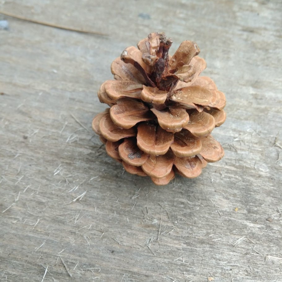 Микростробилы кедра