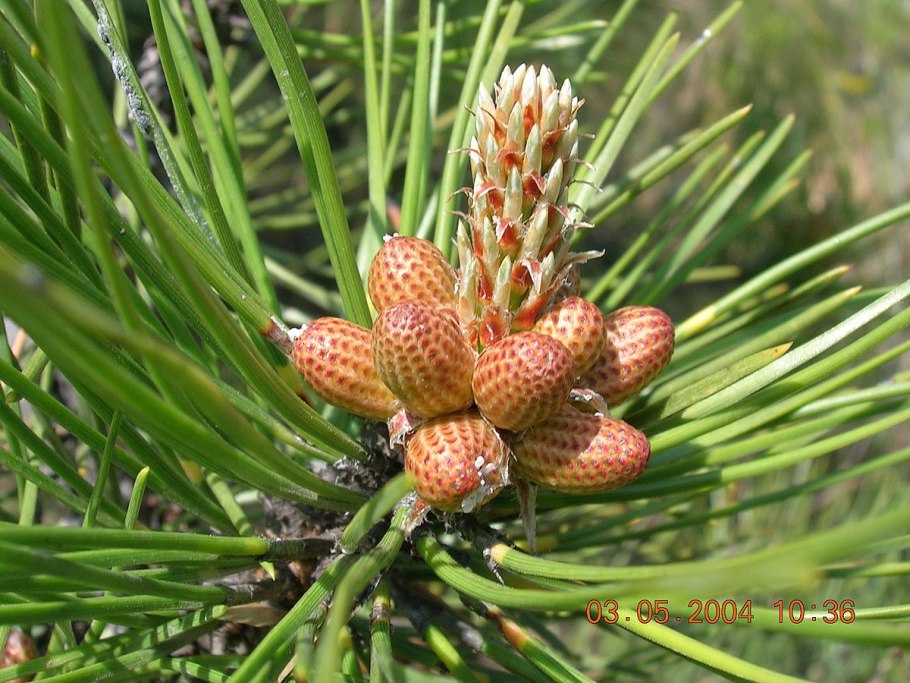 Сосна Алеппская шишки