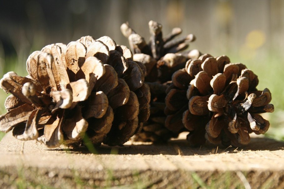 Хвоинки сосны обыкновенной