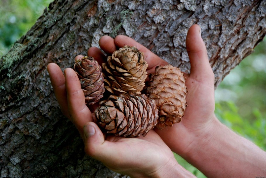 Семена шишек сосны