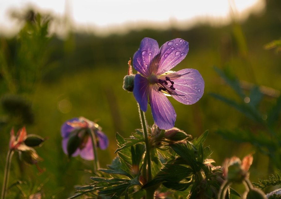 Герань Луговая