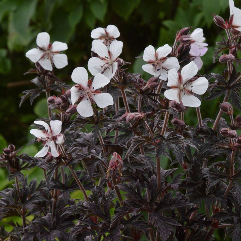 Герань гималайская махровая