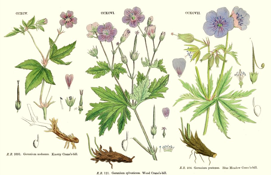 Герань Лесная Geranium sylvaticum l. ботаника