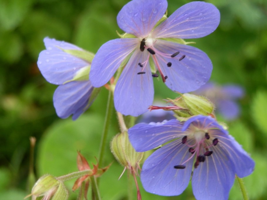 Герань Луговая журавельник