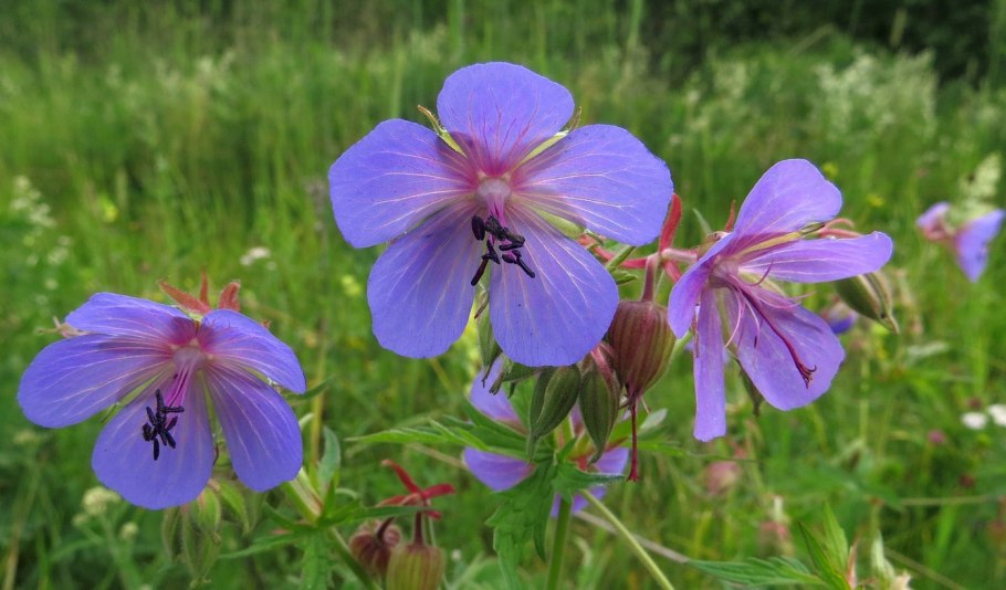 Герань Луговая "Midnight Ghost" (Geranium pratense)