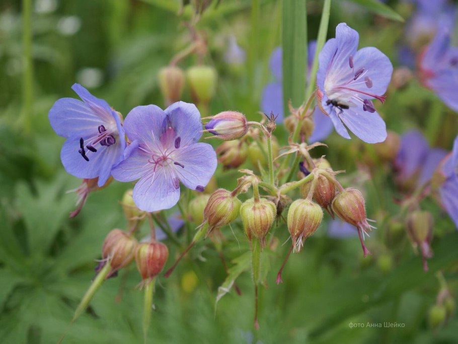 Герань Луговая плод