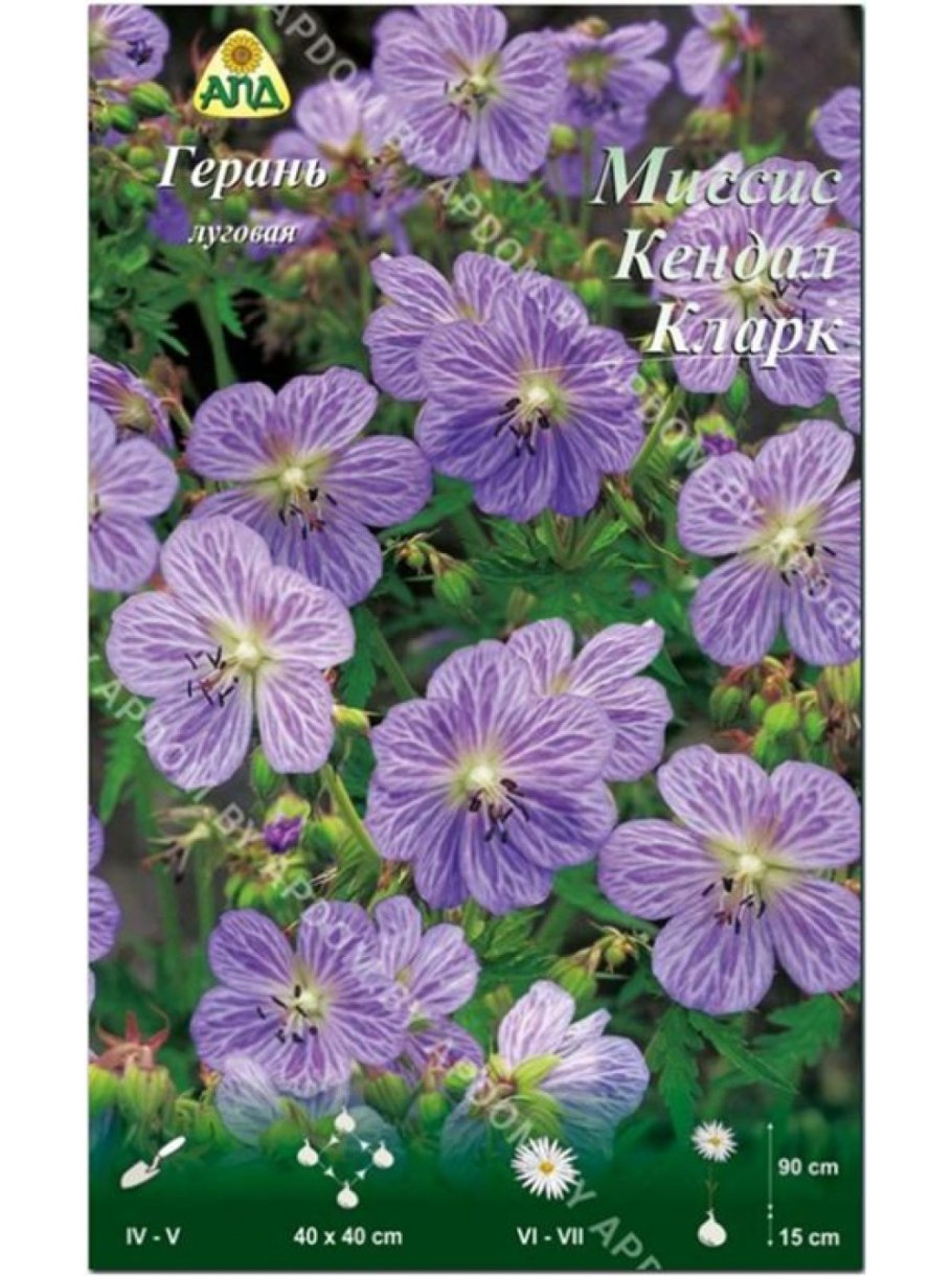 Герань Луговая купить