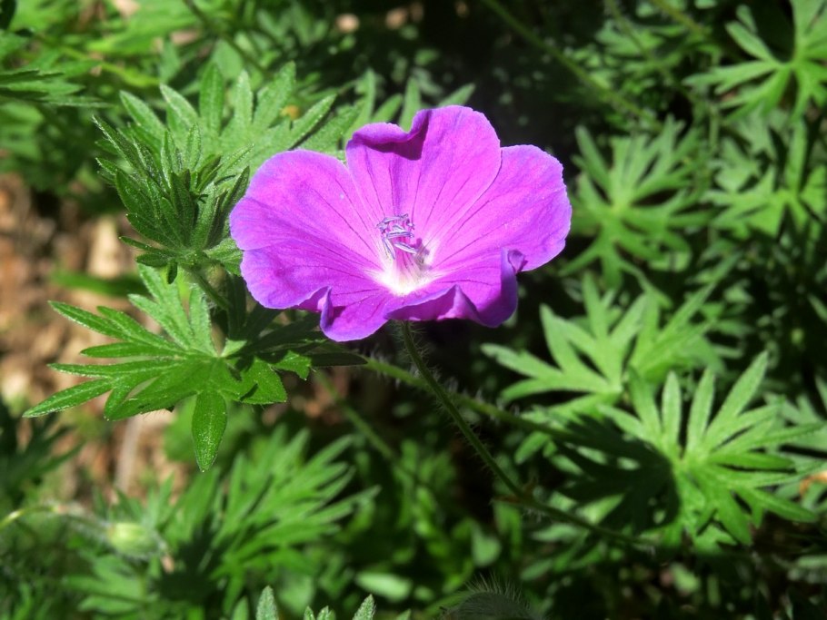 Герань New Hampshire Purple