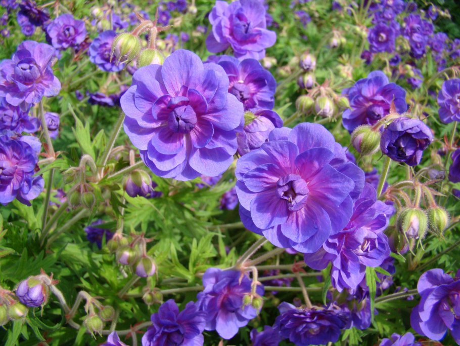 Журавельник Луговой