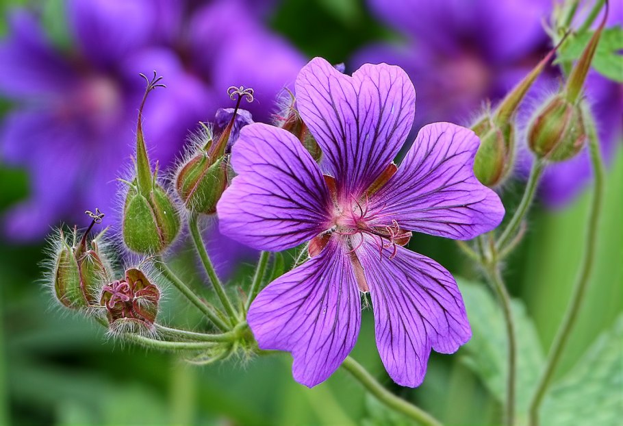 Журавельник плод