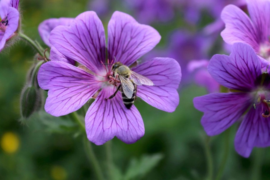 Выделяет ли нектар герань