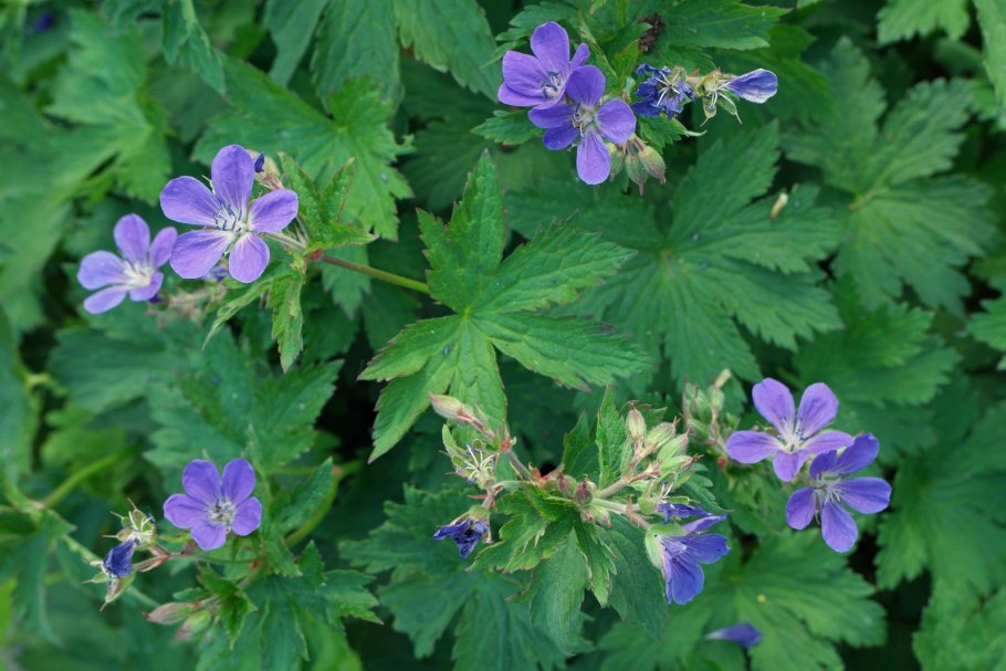 Герань Geranium Orion