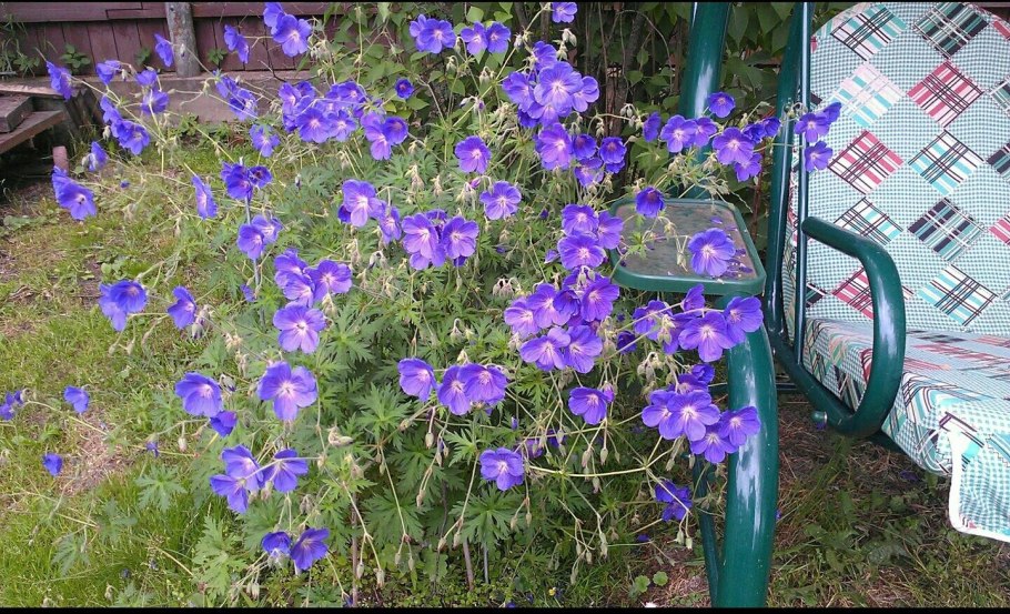 Герань Луговая окраска семян